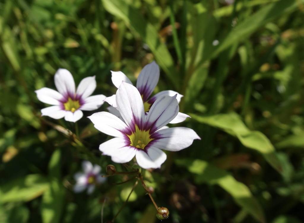 20240612花14