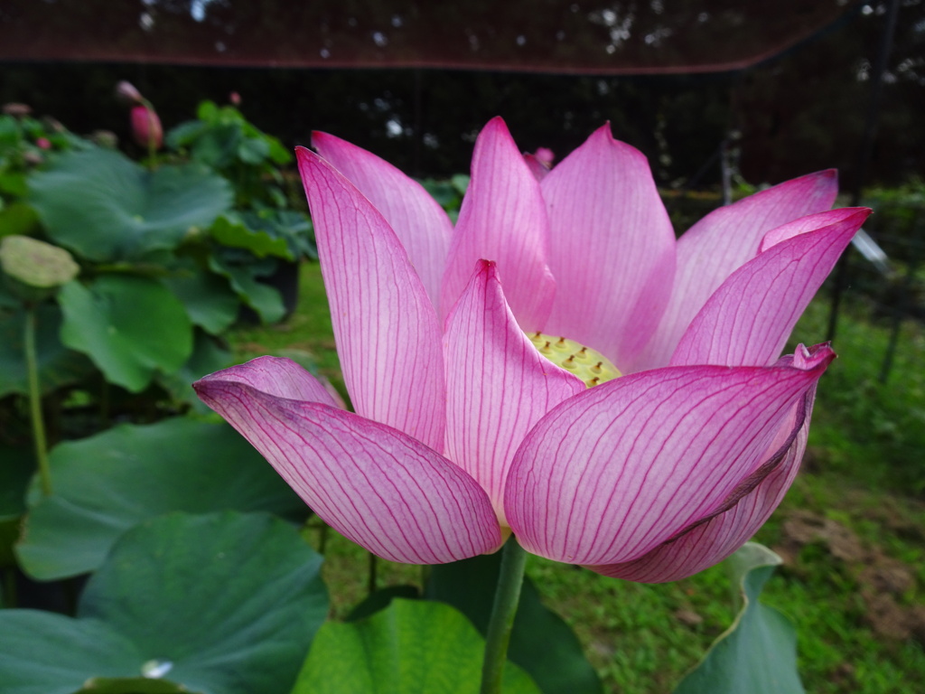 20240721花7