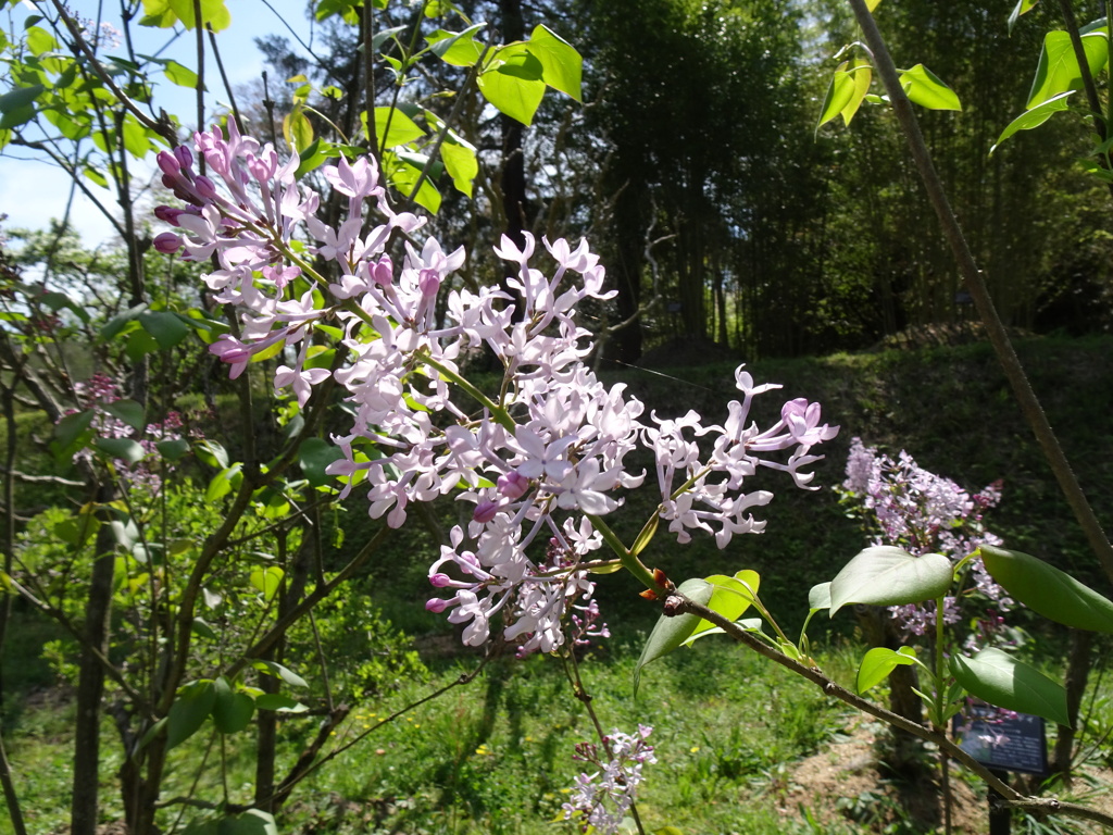 20240412花51