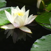 20240616花14
