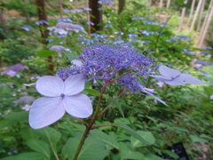 20240607花6