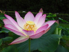 20240627花22