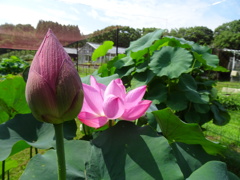 20240720花5