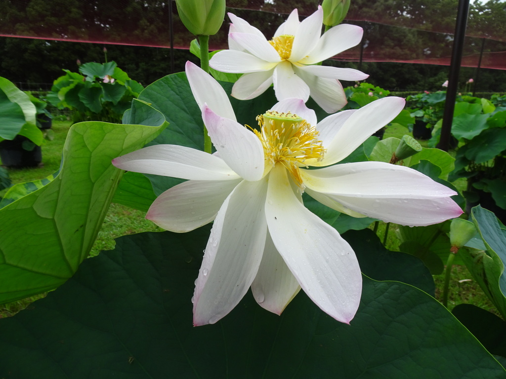 20240623花3