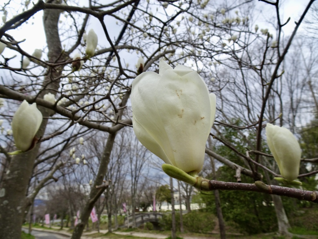 20240328花2
