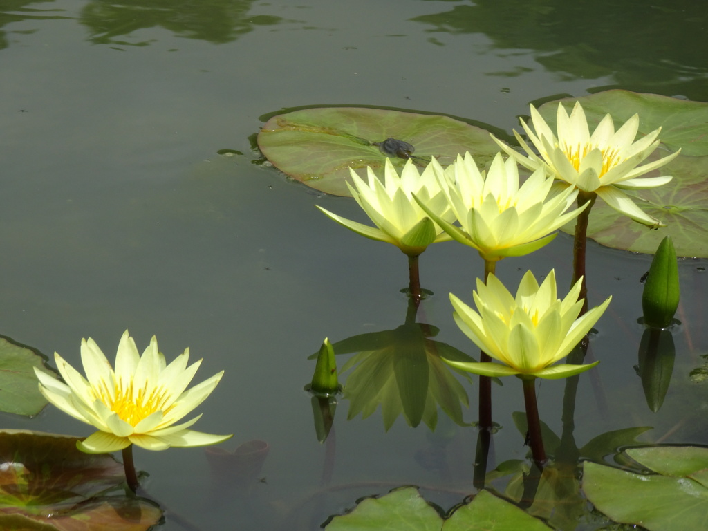 20240616花15