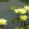 20240616花15