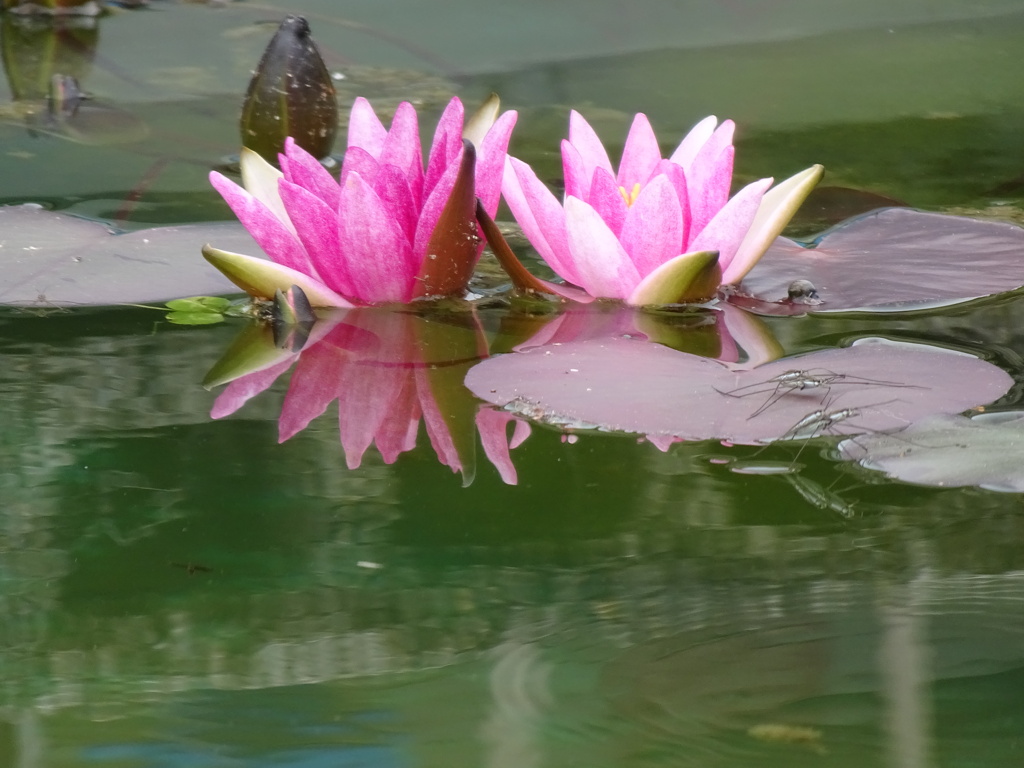 20240522花19