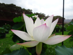 20240703花3