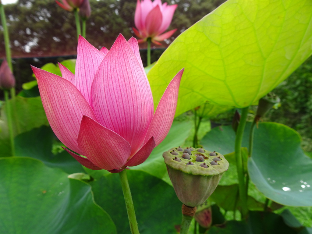 20240703花8