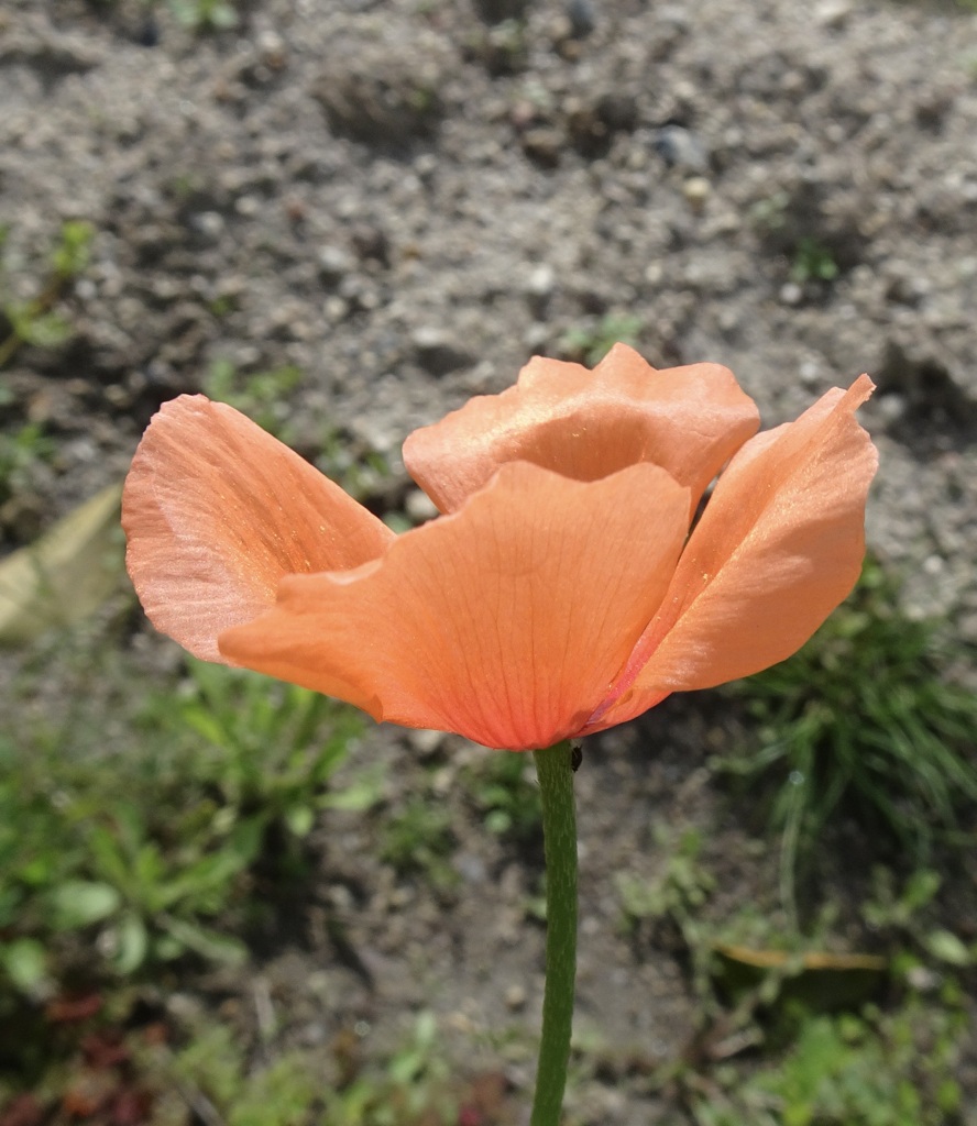 20240407花4