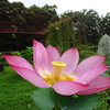 20240703花7