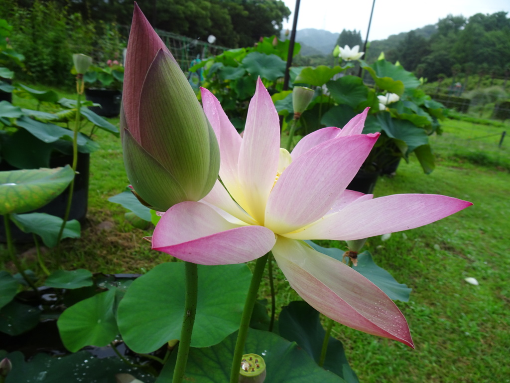 20240623花9