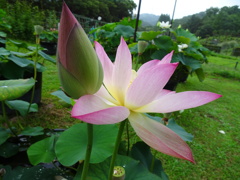20240623花9