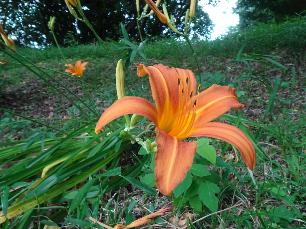 20240724花11