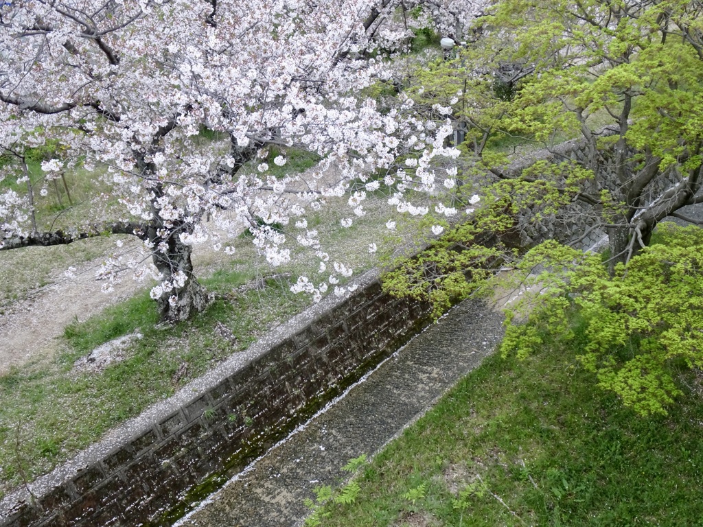 20240411花13