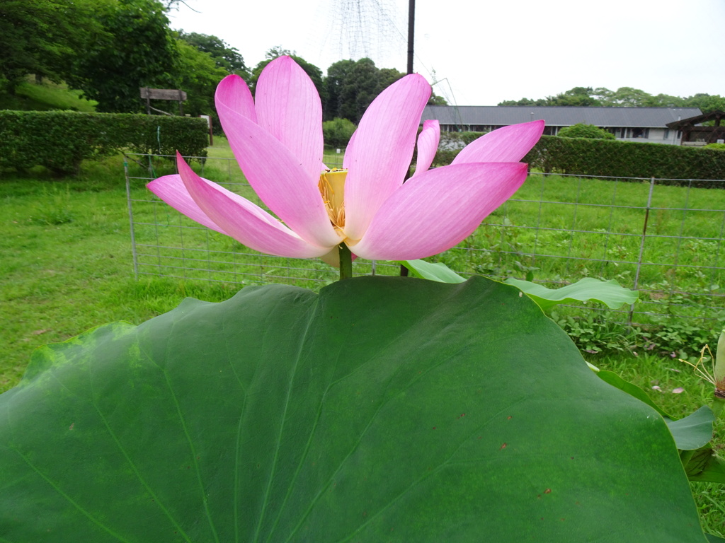 20240627花30