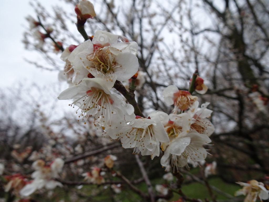 20240306花7