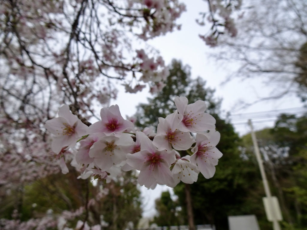 20240402花5