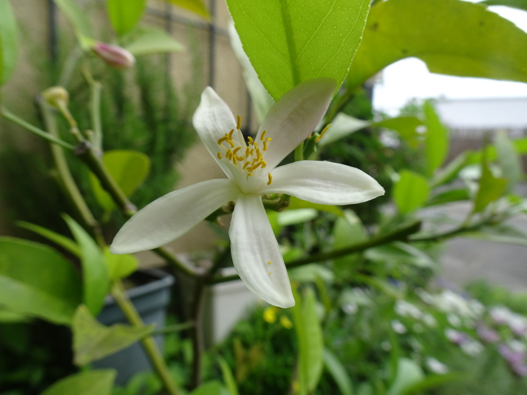 20240512花26