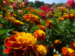 20240801花7