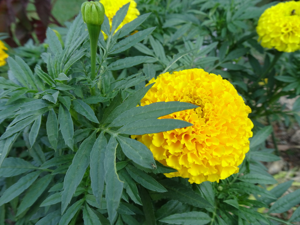20240801花5