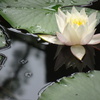 20240616花12