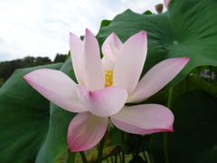 20240706花6
