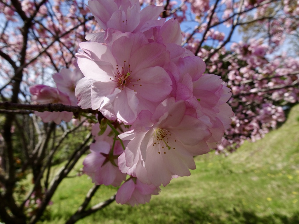 20240412花25