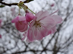 20240331花6