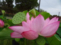 20240706花9