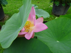 20240627花21