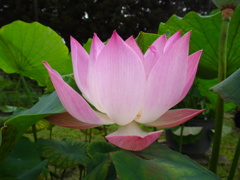 20240706花8