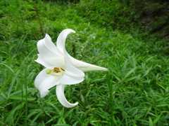 20240816花2