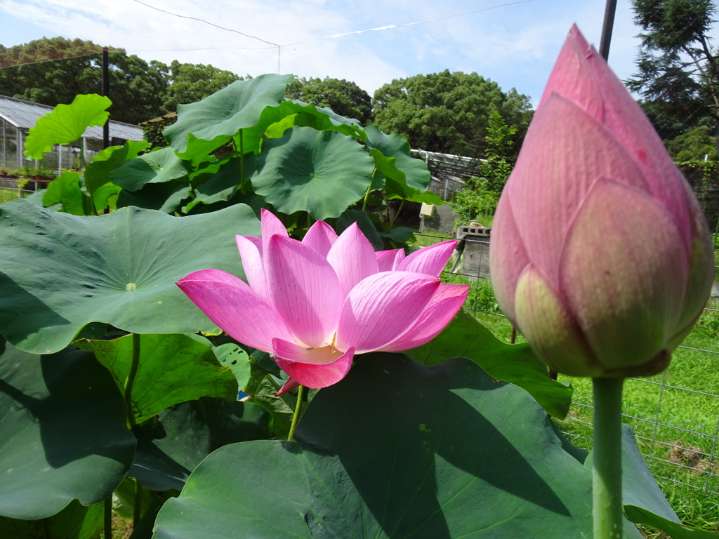 20240720花6