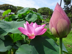 20240720花6