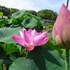 20240720花6