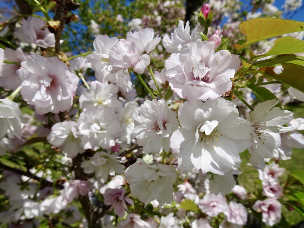 20240412花8