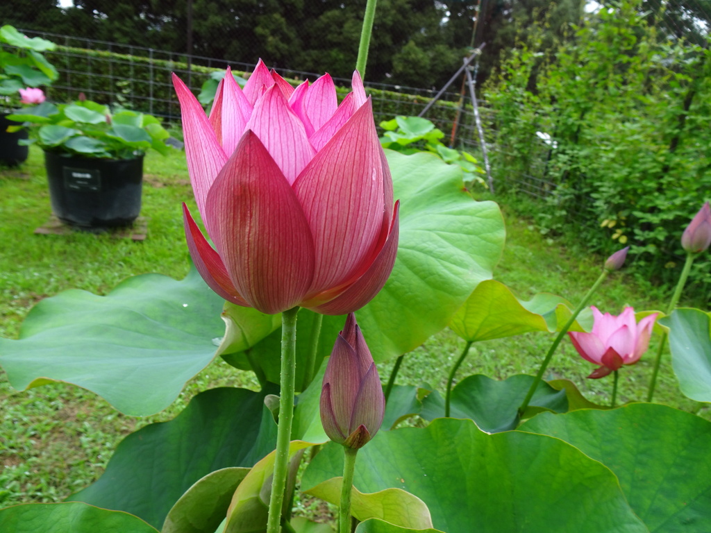 20240623花13
