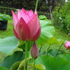 20240623花13