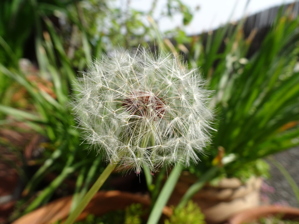 20240420花19