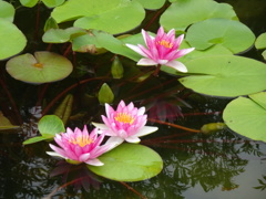 20240816花7