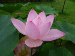 20240627花33