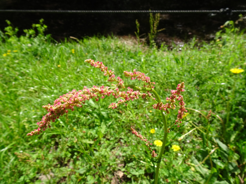 20240419花25