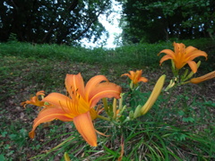 20240724花12