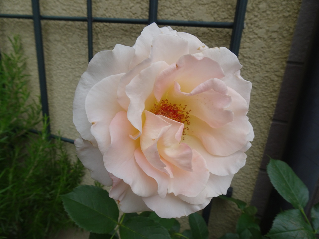 20240512花23