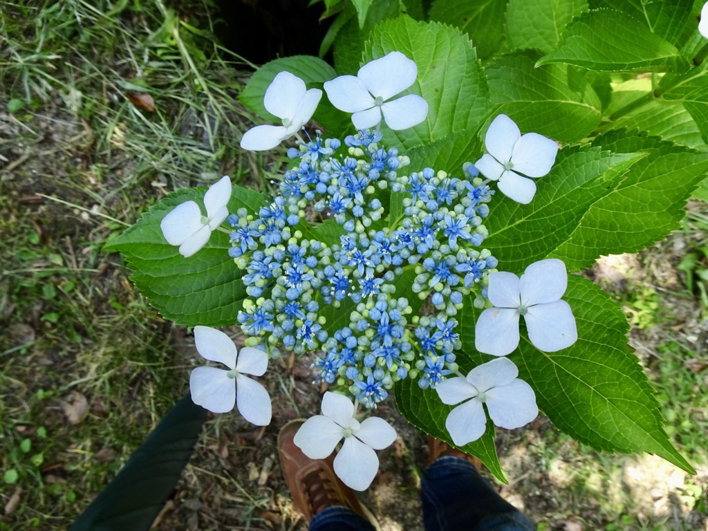 20240612花3