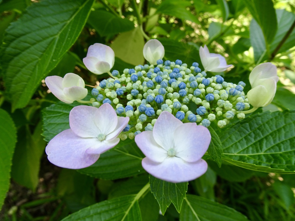20240612花5