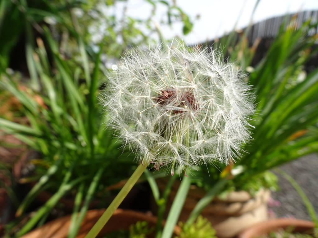 20240420花20