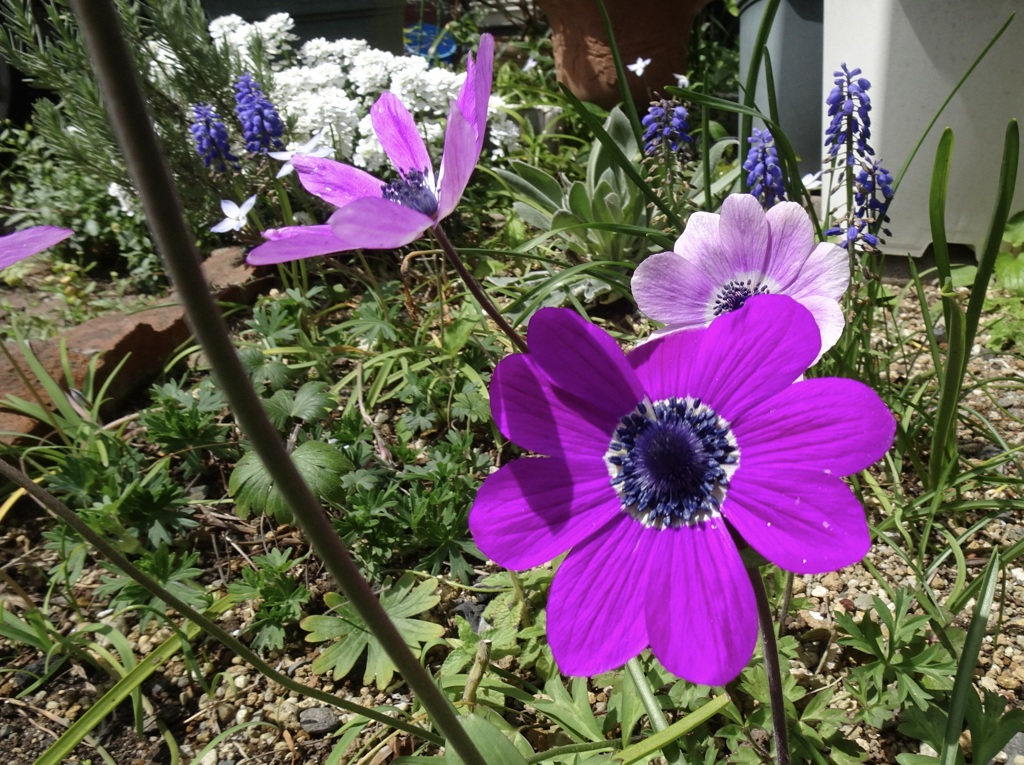 20240407花35